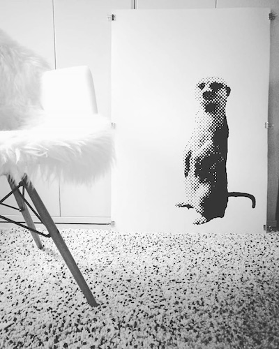 Meerkat-Studio400